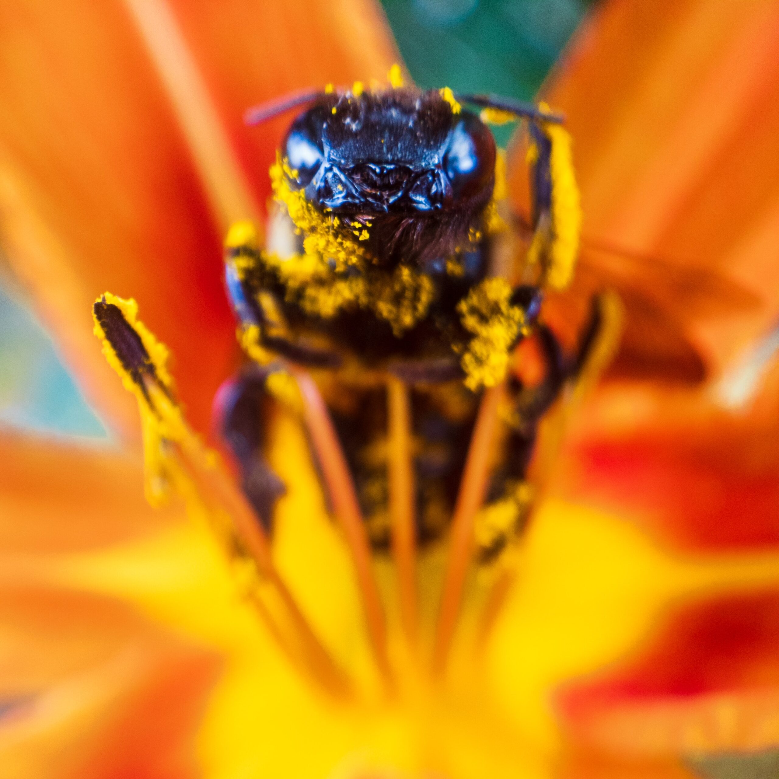 Is the Almond Milk We are Drinking Bad for the Bees?