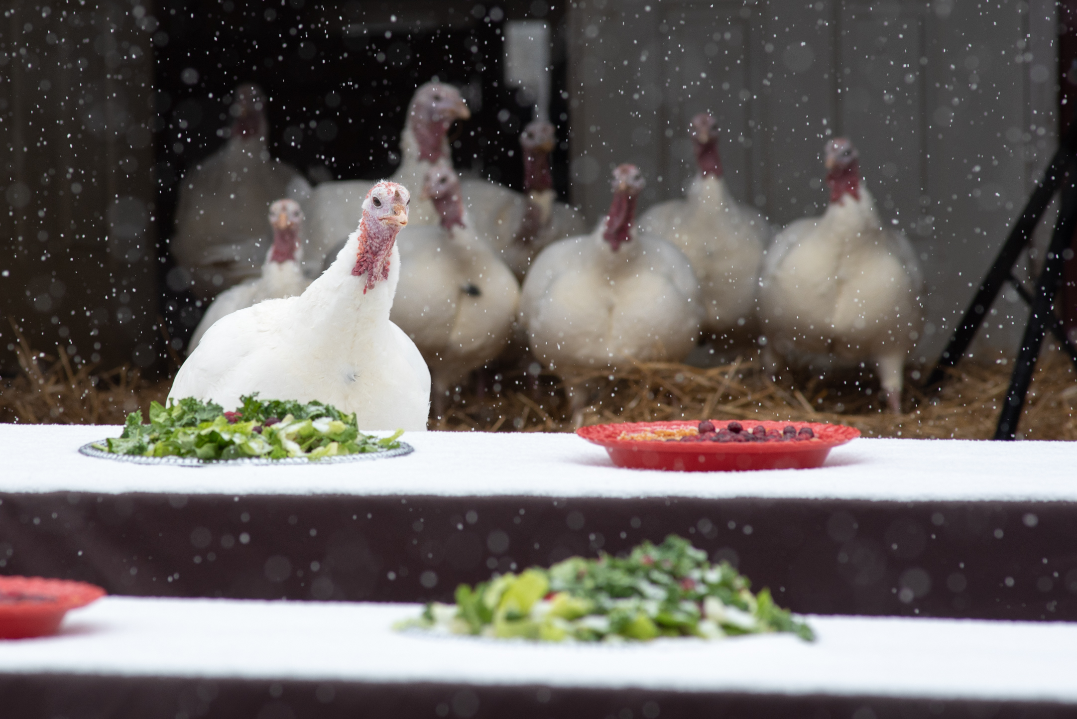 Farm Sanctuary: An American Thanksgiving Special